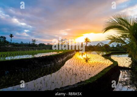 L'INDONÉSIE, Bali, centre, le lever du soleil sur les rizières en terrasses de Jatiluwih près de Banque D'Images