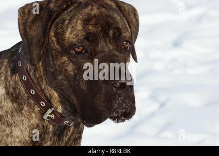 Cane Corso. Banque D'Images