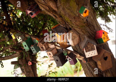 De nombreuses boîtes d'oiseaux sur l'arbre en Dralington, County Durham Banque D'Images