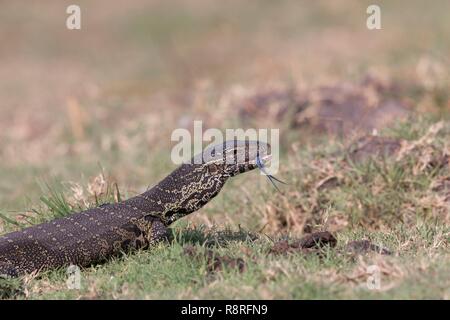 Le Parc National de Chobe, Botswana, Chobe River Nile Monitor (Varanus niloticus), dans l'herbe Banque D'Images