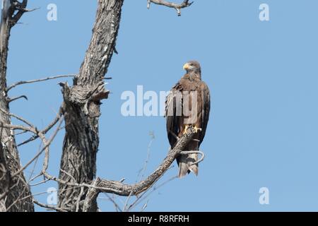 Bostwana, Central Kalahari Game Reserve, Yellow-kite (Milvus aegyptius), perché sur un arbre Banque D'Images