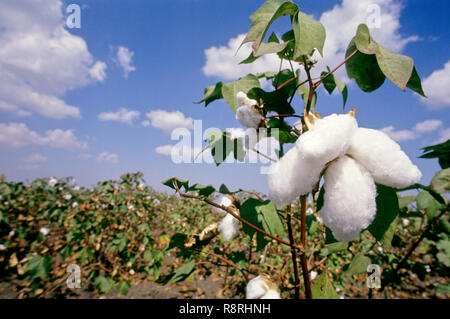 Burst boll prêts pour la récolte du coton (Gossypium herbaceum) Banque D'Images