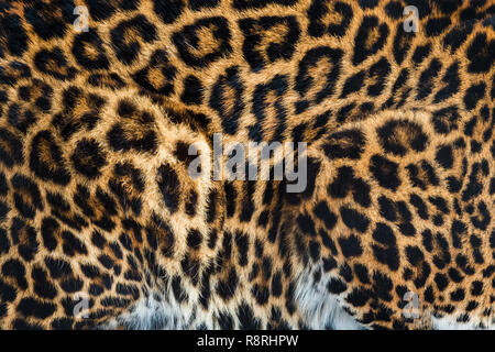 Texture de fond fourrure Leopard fond d'image Banque D'Images