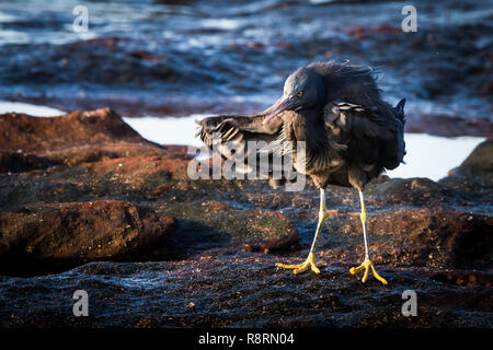 Aigrette des récifs de l'est de secouer l'eau sur les rochers côtiers Kalbarri Banque D'Images
