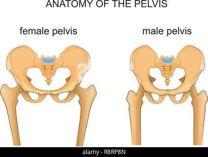 Vector illustration d'une comparaison entre le squelette de la pelvis mâle et femelle Illustration de Vecteur