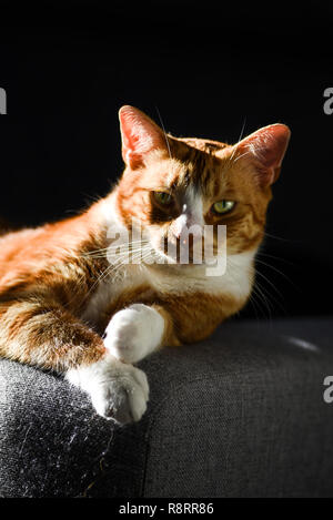 Portrait de chat roux aux yeux verts sur fond noir. Banque D'Images