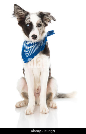 Jeune chien avec foulard Banque D'Images