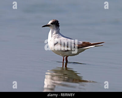 Little Gull juvénile dans l'eau Banque D'Images