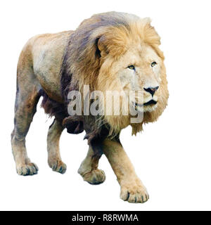 Lion, Panthera leo, isolated on white Banque D'Images