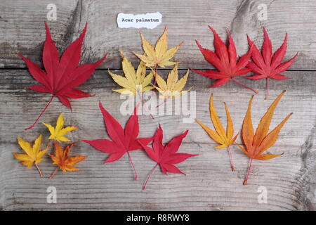 Acer palmatum. Les érables japonais feuilles à l'automne. Première rangée (l-r) Matsukaze, Sango kaku, Trompenburg. Rangée du bas : Shishigashira, Osakazuki, Villa Taranto Banque D'Images