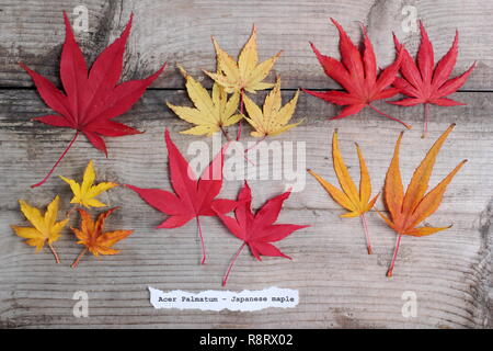 Acer palmatum. Les érables japonais feuilles à l'automne. Première rangée (l-r) Matsukaze, Sango kaku, Trompenburg. Rangée du bas : Shishigashira, Osakazuki, Villa Taranto Banque D'Images