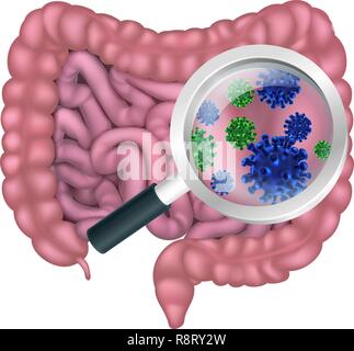 Les bactéries de l'intestin intestin probiotiques La flore digestive Illustration de Vecteur