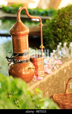 France, Alpes Maritimes (06), Peymeinade, Le Domaine du Mas de l'olivine, au pays d'Audrey, alambic pour la distillation d'eau de rose de Mai Centifolia () Banque D'Images