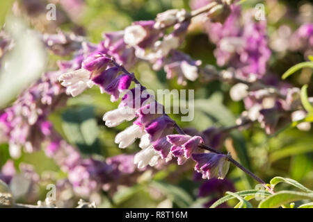 Belles fleurs violet-blanc de bush mexicain aussi appelée sauge sauge leucantha , la plante est couverte de poils fins ,un seul épi est dans le pour Banque D'Images