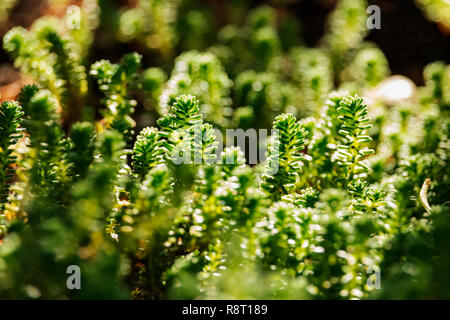 Or Vert mousse stonecrop Sedum acre aussi appelée plante ,les feuilles sont peu cylindrique à bout arrondi , un contraste élevé Banque D'Images