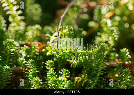 Or Vert mousse stonecrop Sedum acre aussi appelée plante ,les feuilles sont peu cylindrique à bout arrondi , un contraste élevé Banque D'Images