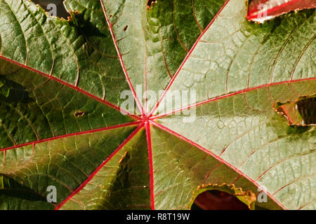 Feuille de papier glacé fantastique ricin arbre aussi appelé ou le ricin ricinus communis ,rouge et vert lumineux couleur dans une journée ensoleillée Banque D'Images