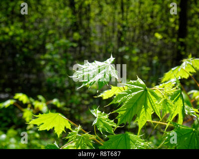 Les feuilles de l'érable les jeunes dans les bois au printemps, Russie Banque D'Images