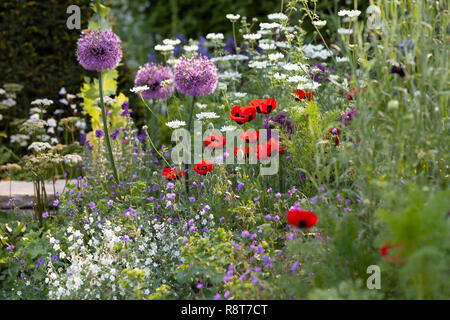 Printemps des Fleurs sauvages dans le jardin. Et pavot Banque D'Images