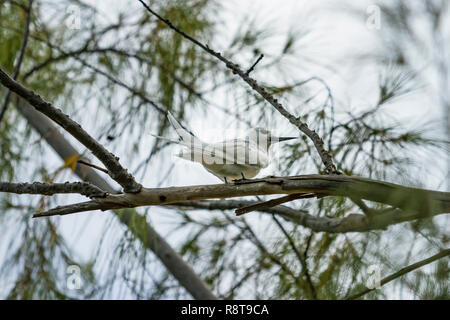 Sterne Gygis blanche-blanche (Gygis alba), les oiseaux de Polynésie. Banque D'Images