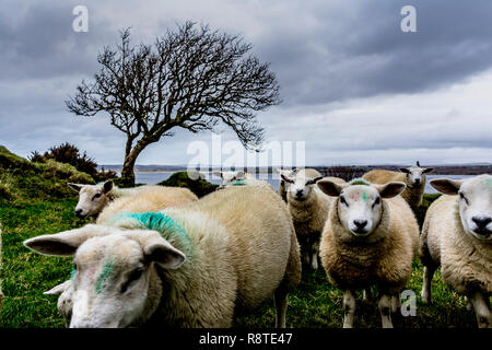 Ardara, comté de Donegal, Irlande. 17 décembre 2018. Moutons dans les collines au-dessus du village se mettre à l'abri d'une haie sur un jour venteux, froid avec de fortes averses de pluie sur la côte nord-ouest. Crédit : Richard Wayman/Alamy Live News Banque D'Images