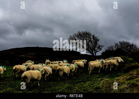 Ardara, comté de Donegal, Irlande. 17 décembre 2018. Moutons dans les collines au-dessus du village se mettre à l'abri d'une haie sur un jour venteux, froid avec de fortes averses de pluie sur la côte nord-ouest. Crédit : Richard Wayman/Alamy Live News Banque D'Images