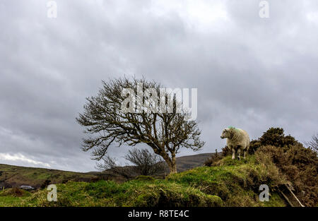 Ardara, comté de Donegal, Irlande. 17 décembre 2018. Moutons dans les collines au-dessus du village se mettre à l'abri d'une haie sur un jour venteux, froid avec de fortes averses de pluie sur la côte nord-ouest. Crédit : Richard Wayman/Alamy Live News Banque D'Images