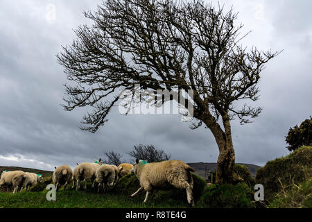 Ardara, comté de Donegal, Irlande. 17 décembre 2018. Moutons dans les collines au-dessus du village se mettre à l'abri d'une haie sur un jour venteux, froid avec de fortes averses de pluie sur la côte nord-ouest. Crédit : Richard Wayman/Alamy Live News Banque D'Images