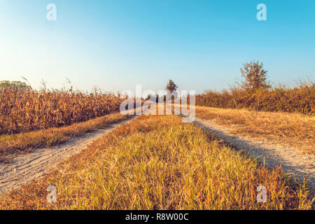 Pays dirt road in Lomellina au coucher du soleil Banque D'Images