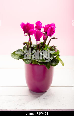 Une petite usine de cyclamen rose avec des fleurs en pot rose sur fond rose à la mode close up copy space Banque D'Images