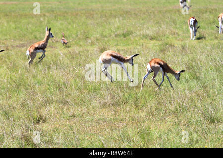 Springbok africains Banque D'Images