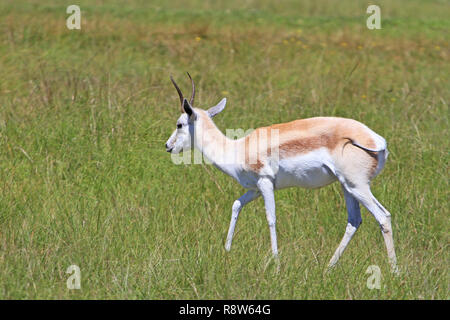 Springbok africains Banque D'Images