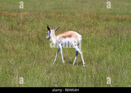 Springbok africains Banque D'Images