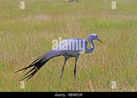 La célèbre Grue, l'oiseau national de l'Afrique du Sud Banque D'Images