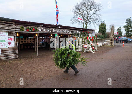 Les préparatifs des fêtes de Noël de saison : vendeur portant un arbre de Noël fraîchement coupé dans une ferme près de Chertsey, Surrey, Angleterre du Sud-Est, Royaume-Uni Banque D'Images