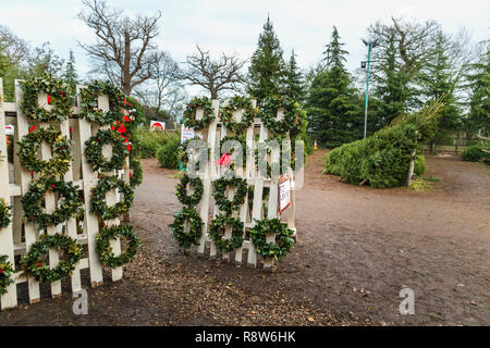 Les préparatifs des fêtes de Noël de saison : le feuillage frais des couronnes à la vente à un arbre de Noël ferme près de Chertsey, Surrey, Angleterre du Sud-Est, Royaume-Uni Banque D'Images