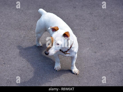 Jack Russell Terrier se dresse sur l'asphalte gris Banque D'Images