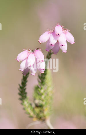 Contre-leaved Heath, Erica tetralix, fleur, Iping et Stedham communes, Midhurst, dans le Sussex. En août. Banque D'Images