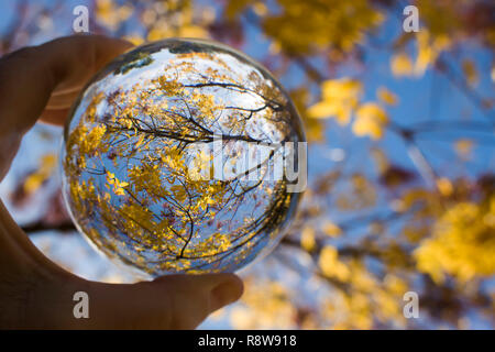 Bille de verre capture les couleurs des lignes et des formes dans les branches d'arbres et de feuilles. Droit à la skyward avec Ciel et nuages en arrière-plan. Capturé dans verre Banque D'Images