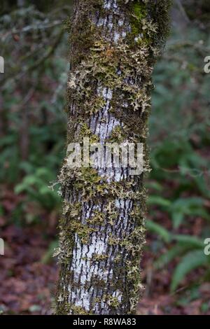 Un tronc d'arbre recouvert de lichen pulmonaire, à Eugene, Oregon, USA. Banque D'Images