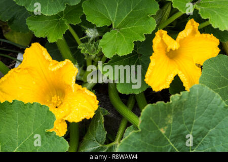 Les fleurs mâles et femelles jaune, les parties d'une plante de citrouille Banque D'Images