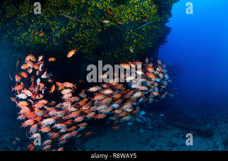 Banc de Blotcheye Soldierfish dans Sal - Cabo Verde Banque D'Images