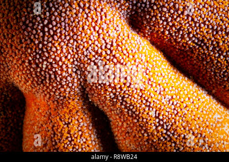 Close-up of a Sun Star lisse texture dans le fleuve Saint-Laurent au Canada Banque D'Images