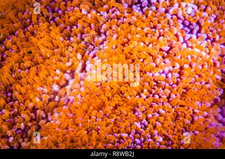 Close-up of a Sun Star lisse texture dans le fleuve Saint-Laurent au Canada Banque D'Images