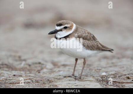 Pluvier de Wilson, Charadrius wilsonia, sur une plage de Floride, USA Banque D'Images