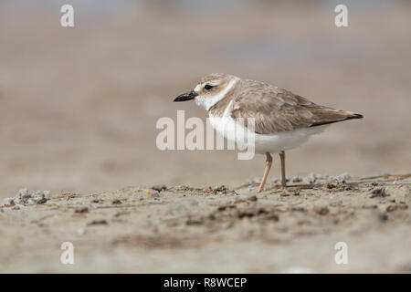 Pluvier de Wilson, Charadrius wilsonia, sur une plage de Floride, USA Banque D'Images