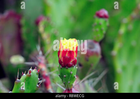 Peu intéressant 6 photo macro d'une fleur d'un cactus à la portugaise dune près de la mer Banque D'Images