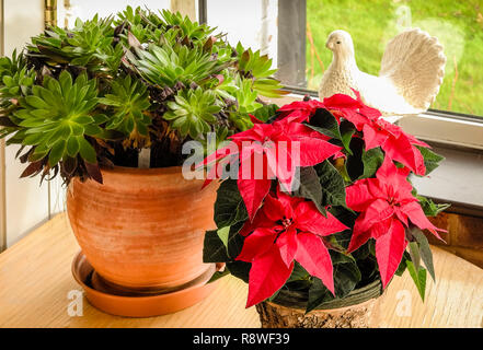 Les plantes d'intérieur y compris Aeonium et poinsettia en décembre en UK Banque D'Images