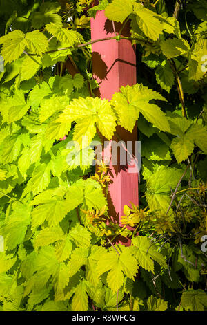 Les feuilles jaune doré d'Humulus lupulus houblon ornementales ou conjoint hop monte une pergola en bois post dans un jardin anglais Banque D'Images