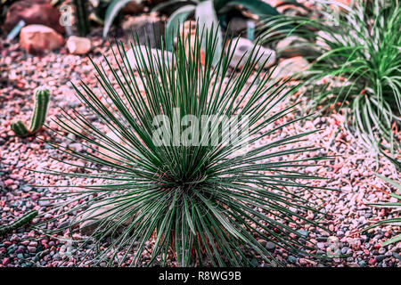 Succulentes luxuriant sur le sol rocheux. Natural Background Banque D'Images